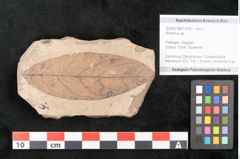 Foto (Objekt + Etikett) von Rhamnus sp.  (NHMW-GEO-2024-0188-11438)